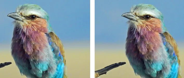 blog image webp lilac breasted roller