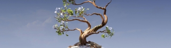 bonsai growing from a block