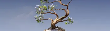 bonsai growing from a block